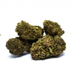 Jack Herer - Sous-serre -
